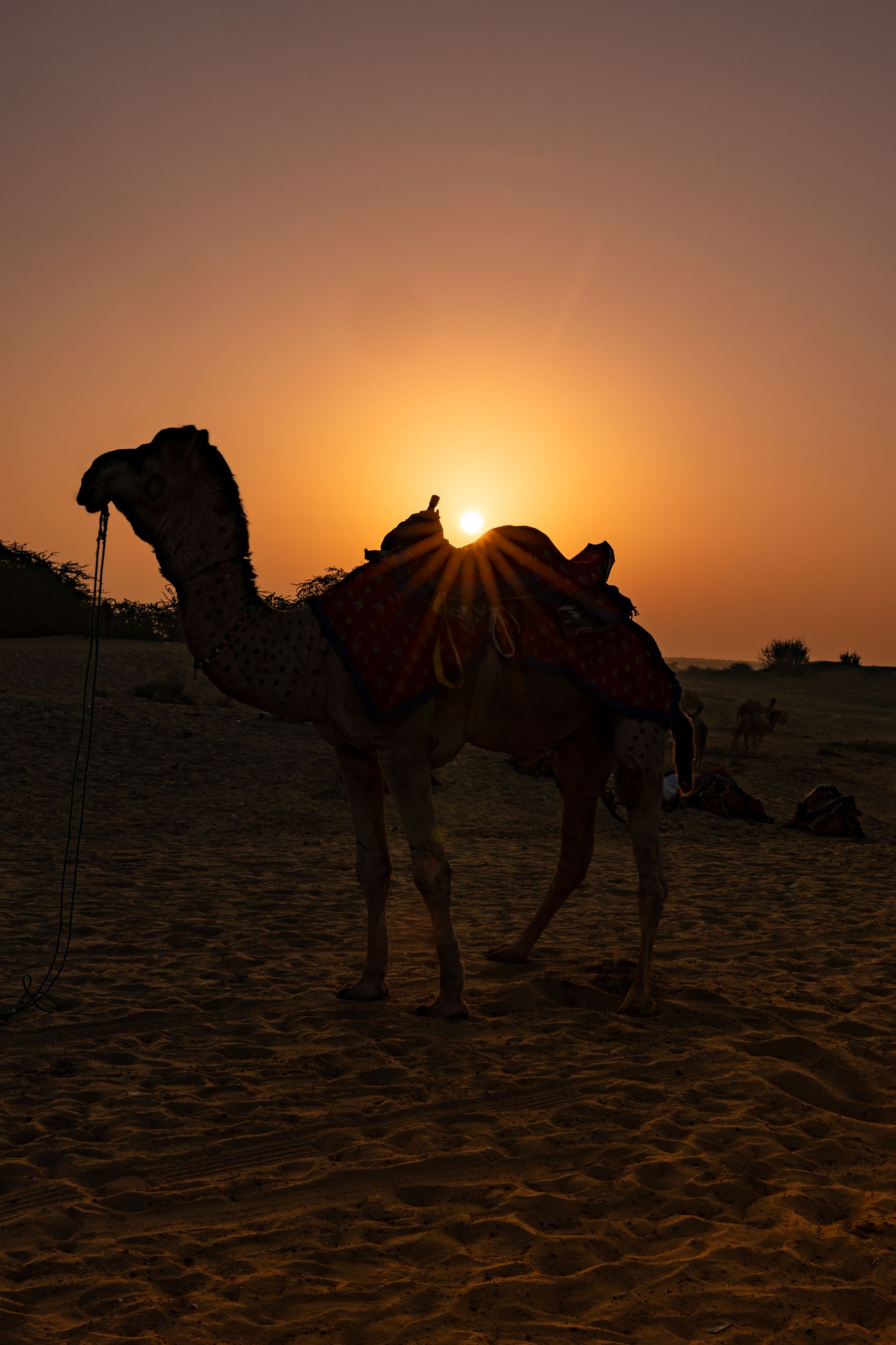 Camel At Sunset In The Thar Desert